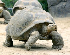 tortoise_photo